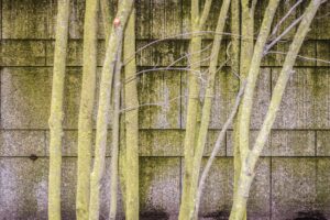 canon 004 web